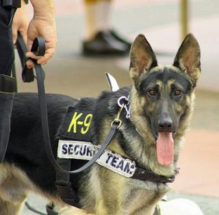 K-9 US Customs and Border Protection